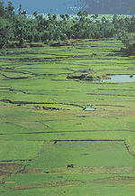 Ssightseeing - country side - sawa - lots of green, many rice and agriculture.